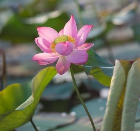 photosynthesis biointeractive answer key pdf
